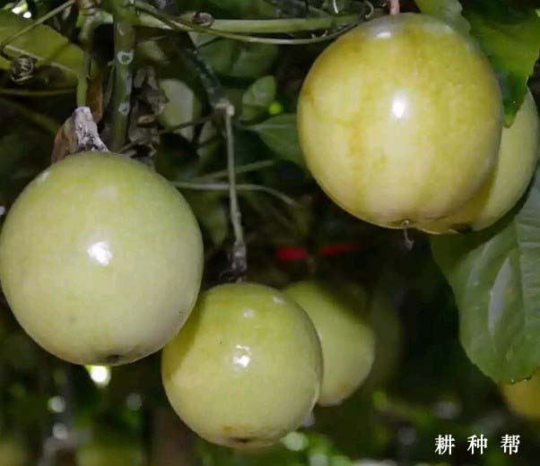 长黄511百香果品种好不好? 长黄511百香果品种好不好?
