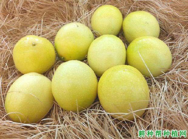长黄511百香果品种好不好? 长黄511百香果品种好不好?