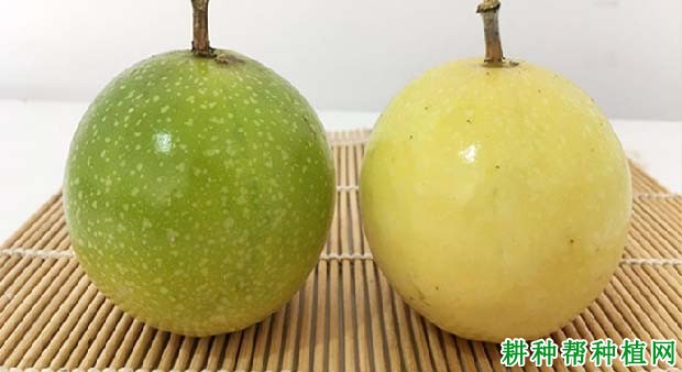 长黄511百香果品种好不好? 长黄511百香果品种好不好?