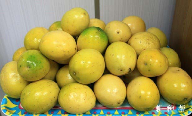 长黄511百香果品种好不好? 长黄511百香果品种好不好?