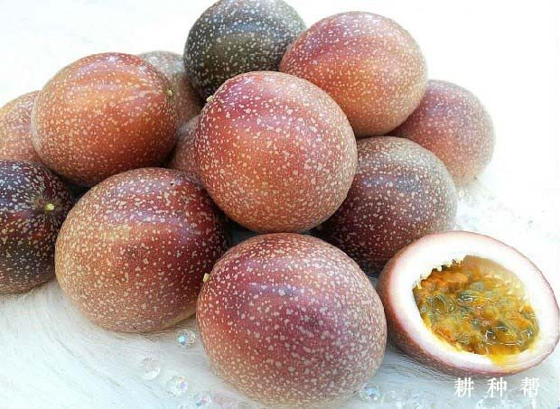 满天星百香果品种好不好? 满天星百香果品种好不好?