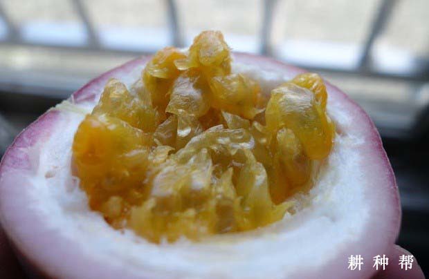 满天星百香果品种好不好? 满天星百香果品种好不好?