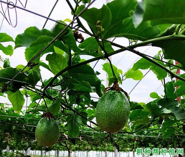 满天星百香果品种好不好? 满天星百香果品种好不好?