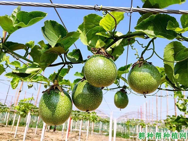 满天星百香果品种好不好? 满天星百香果品种好不好?