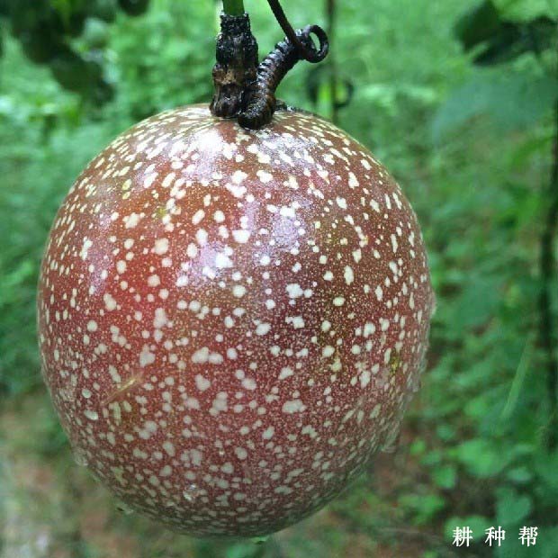 满天星百香果品种好不好? 满天星百香果品种好不好?