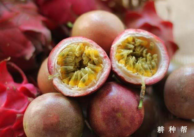 紫香一号百香果品种好不好? 紫香一号百香果品种好不好?