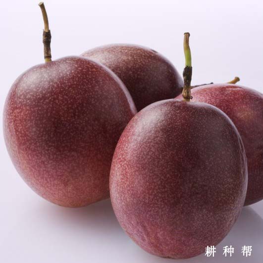 紫香一号百香果品种好不好? 紫香一号百香果品种好不好?