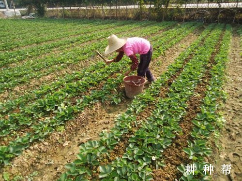 草莓定植后如何管理好? 草莓定植后如何管理好?