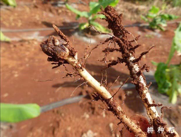香蕉根结线虫有什么危害?如何防治? 香蕉根结线虫有什么危害?如何防治?
