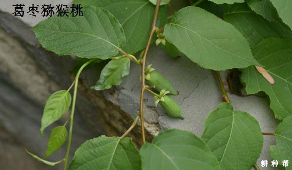 猕猴桃有哪些种类？