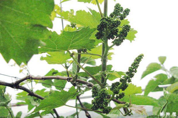 葡萄如何疏花疏果？