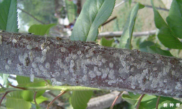 樱桃树如何防治桑白蚧? 樱桃树如何防治桑白蚧?