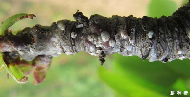 樱桃树如何防治桑白蚧? 樱桃树如何防治桑白蚧?