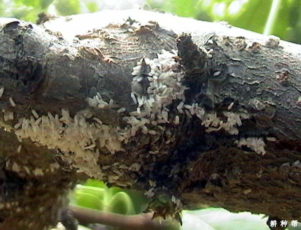 樱桃树如何防治桑白蚧? 樱桃树如何防治桑白蚧?