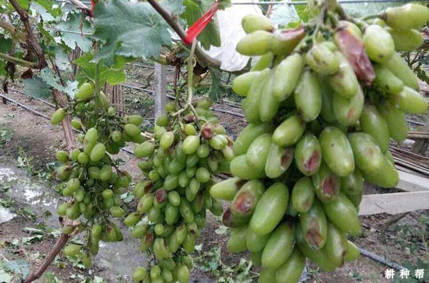 葡萄日灼病怎么预防?附图片 葡萄日灼病怎么预防?附图片