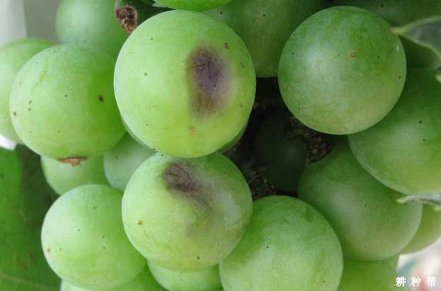 葡萄日灼病怎么预防?附图片 葡萄日灼病怎么预防?附图片