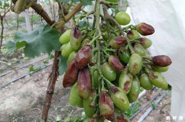 葡萄日灼病怎么预防?附图片 葡萄日灼病怎么预防?附图片