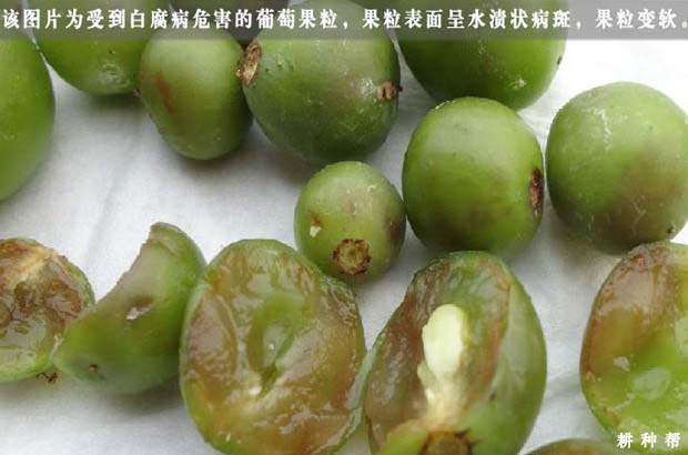 葡萄白腐病如何防治？附图片