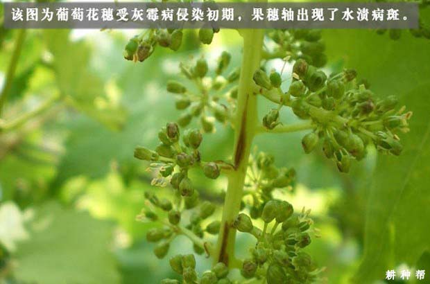 葡萄灰霉病有什么药防治？附图片