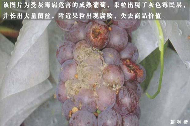 葡萄灰霉病有什么药防治？附图片