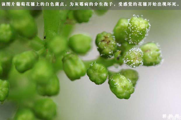 葡萄灰霉病有什么药防治？附图片