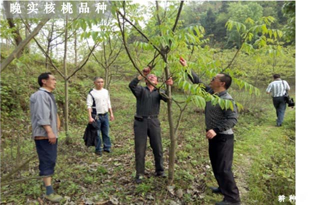早实核桃和晚实核桃的区别是什么？