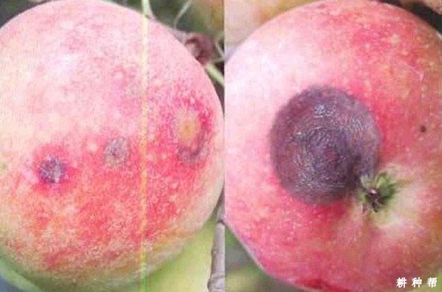 苹果炭疽病用什么药防治？附图片