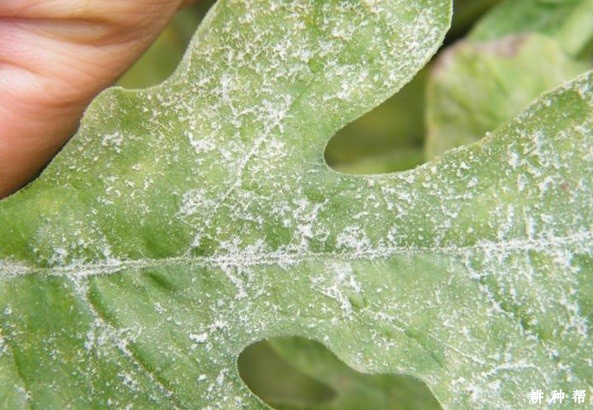 西瓜白粉病用什么药防治好？附图片