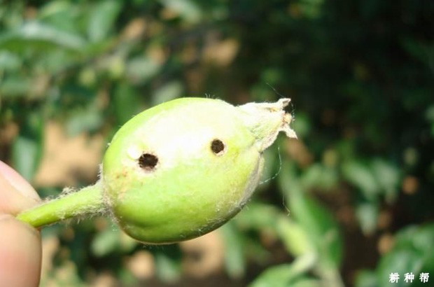 梨小食心虫对梨的危害有哪些，如何防治？