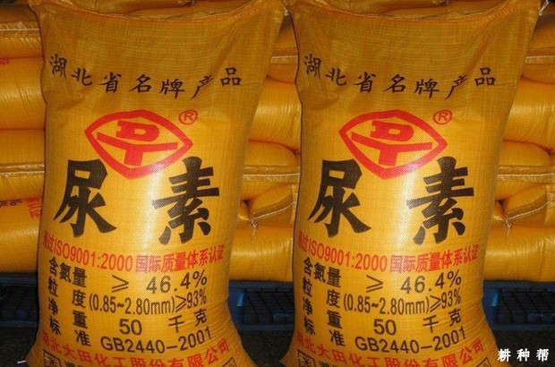 梨树什么时候喷叶面肥好？