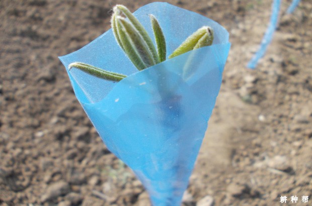 梨树定植后如何管理？