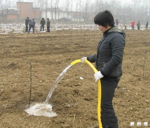 梨树定植后如何管理？