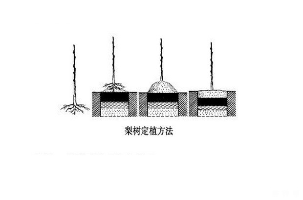 梨树苗如何定植？