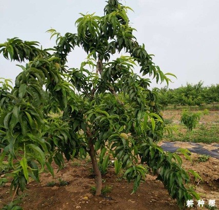 桃树种植对环境有什么要求？