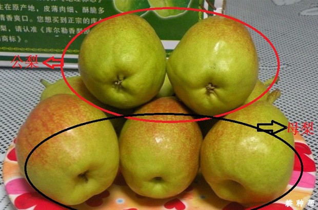 库尔勒香梨怎么区分公母？