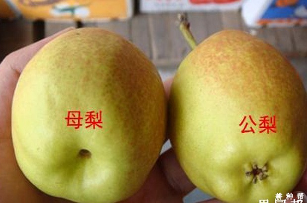 库尔勒香梨怎么区分公母？