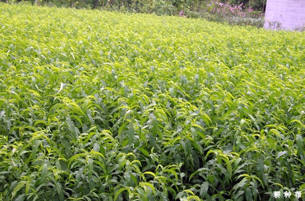 桃树定植前要做什么？