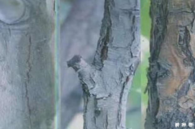 梨树腐烂病怎么防治好？附图片