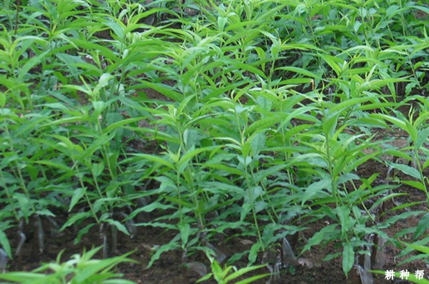 桃树定植前要做什么？