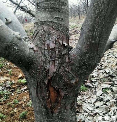 如何防治梨树干腐病？附图片