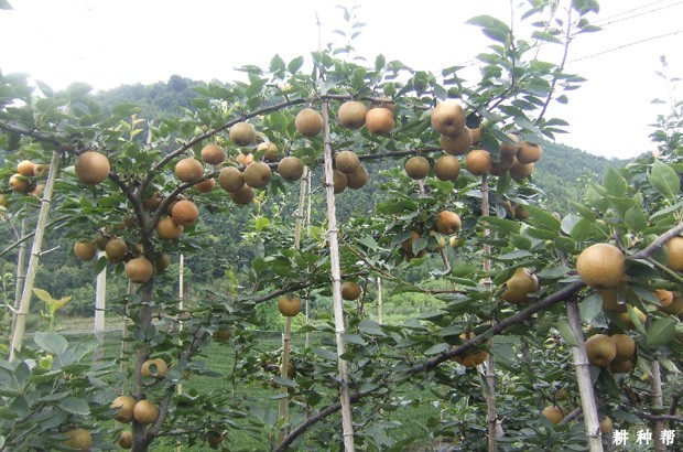 圆黄梨品种适合哪里种植？