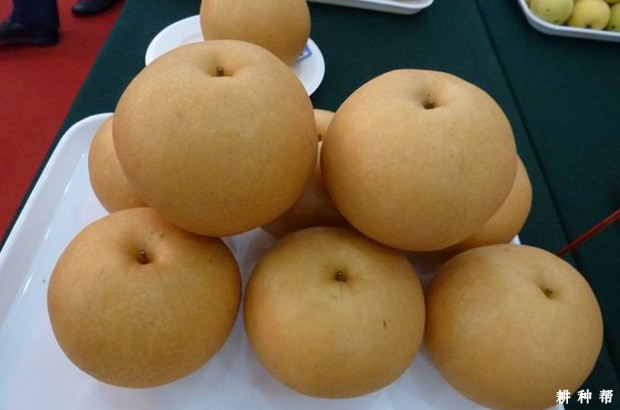 圆黄梨品种适合哪里种植？