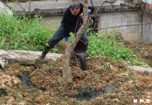 桃树基肥什么时候施效果**？