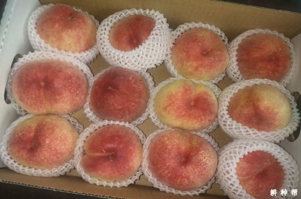 水蜜桃如何保存好？
