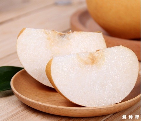 丰水梨怎么样，适合哪里种？