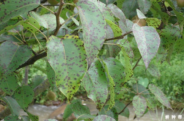 梨褐斑病怎么防治？附图片