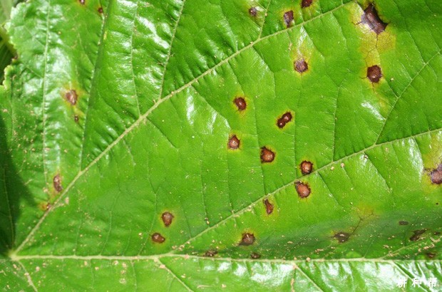 梨褐斑病怎么防治？附图片