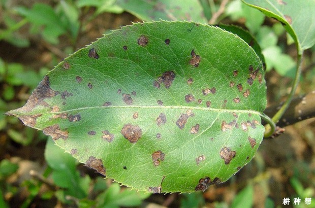 梨褐斑病怎么防治？附图片