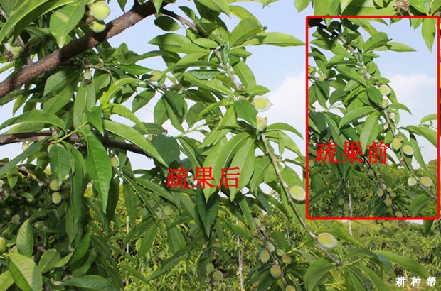桃树怎么样疏果？