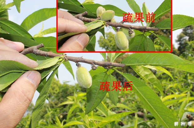 桃树怎么样疏果？